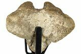 Fossil Mosasaur Atlas Vertebra w/ Metal Stand - Texas #316040-3